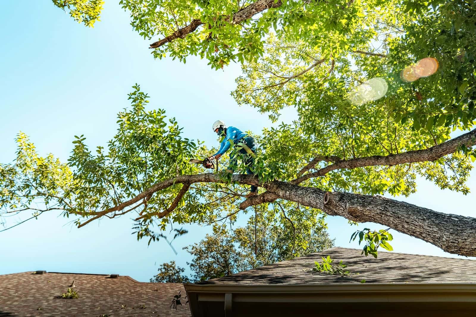 Arborist in a harness cutting a limb that reaches out over a house roof