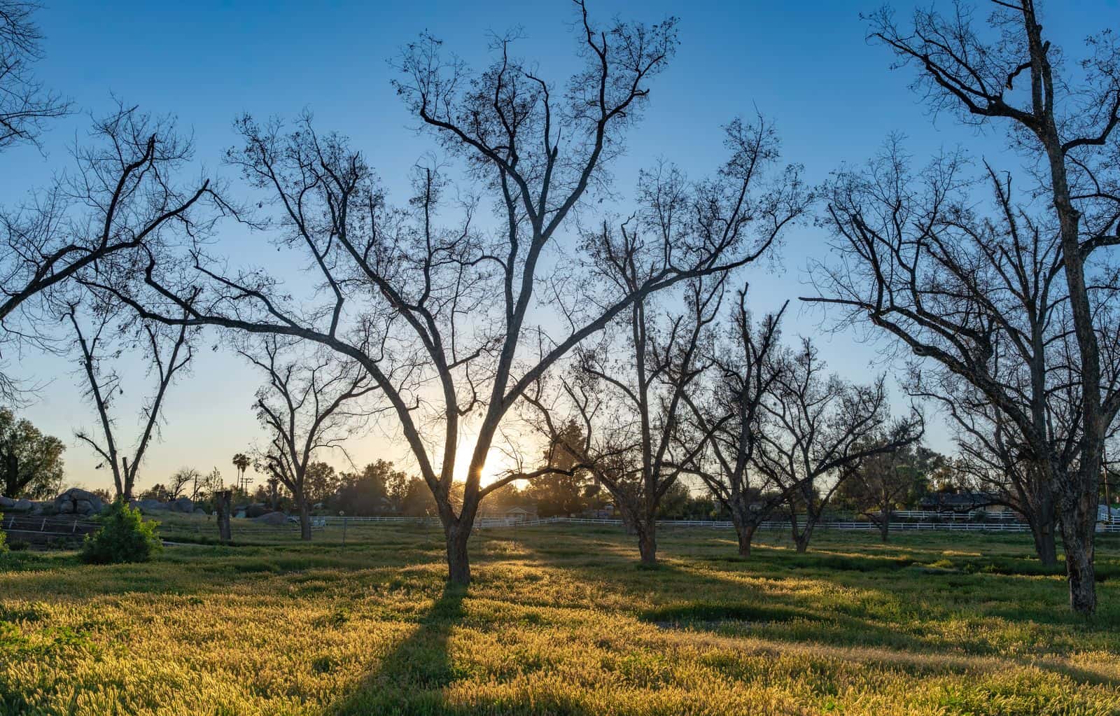 Rows of large pecan trees with bare branches at sunset