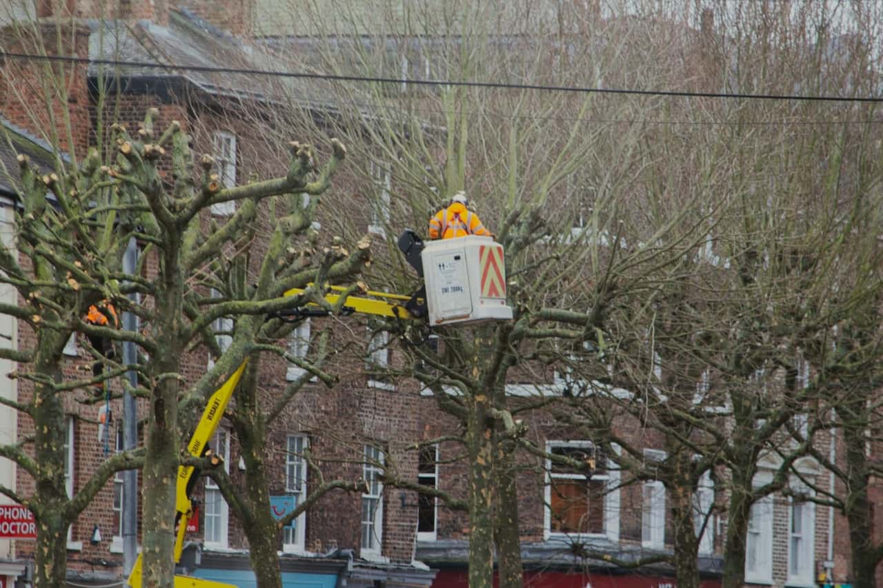 Worker in a bucket lift pruning street trees in front of brick buildings