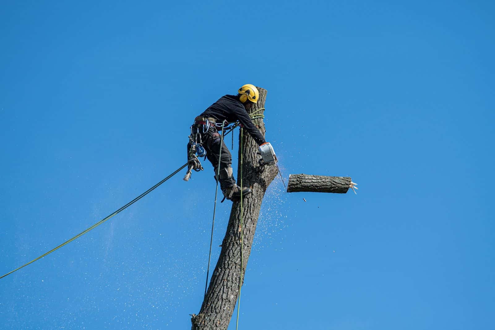 Climber on a rope cutting the top section off a tree trunk against a blue sky