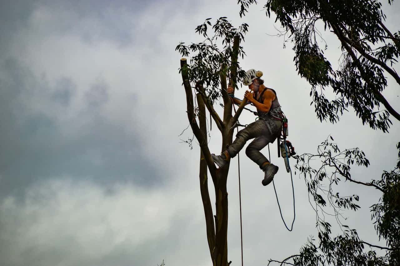 Climber on ropes cutting the top off a trunk after the limbs have been removed