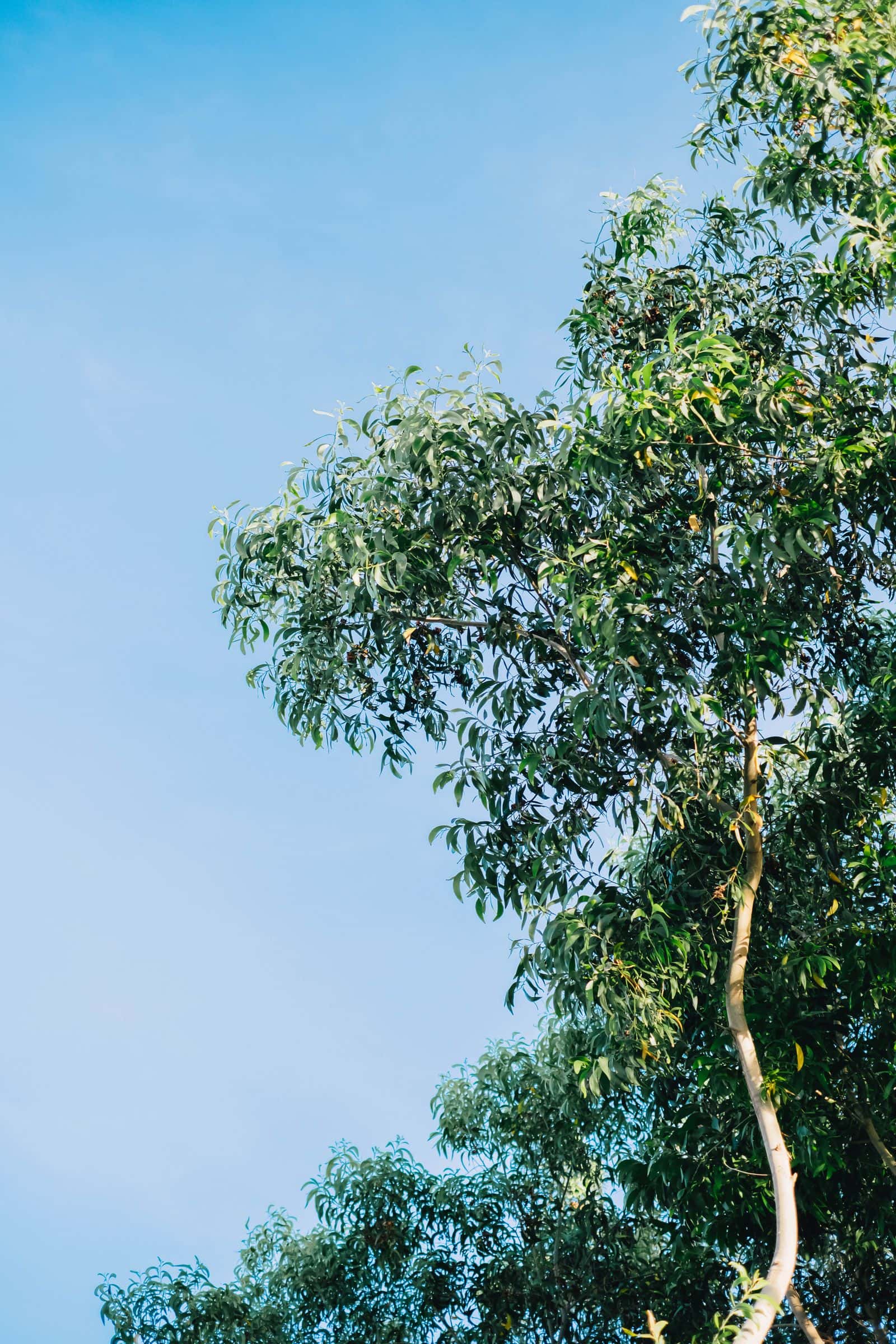 Tall eucalyptus tree with long narrow leaves against a blue sky