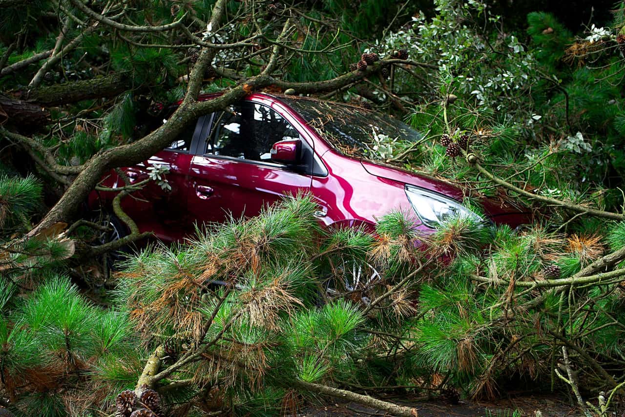 Fallen pine tree lying across a parked car