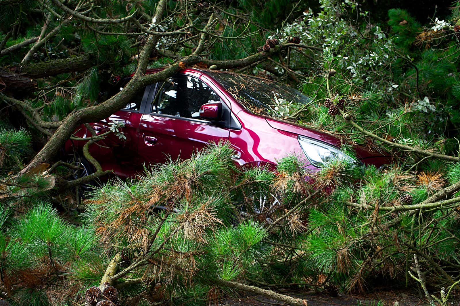 Fallen pine tree lying across a parked car
