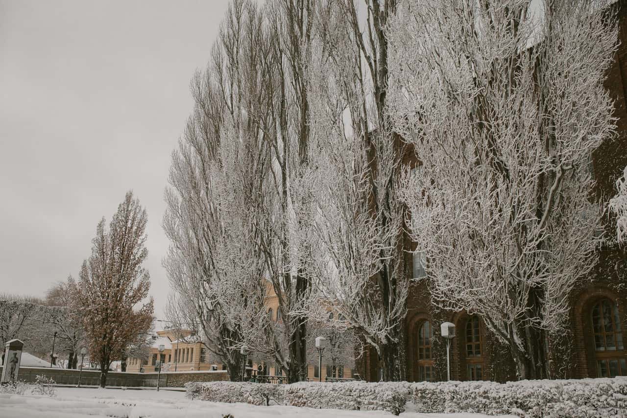 Tall trees coated in ice and frost along a street