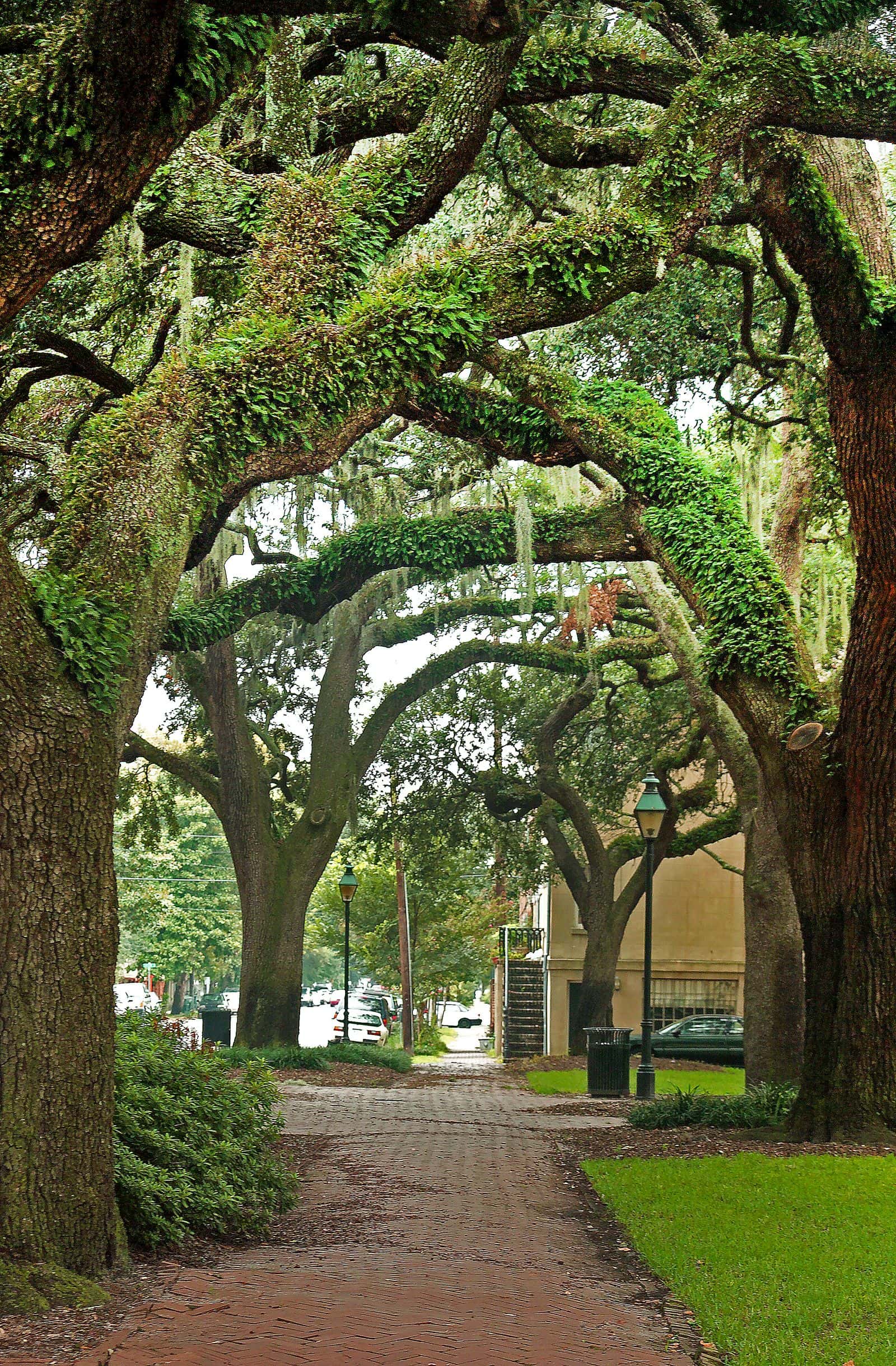 Arching live oak limbs draped in Spanish moss