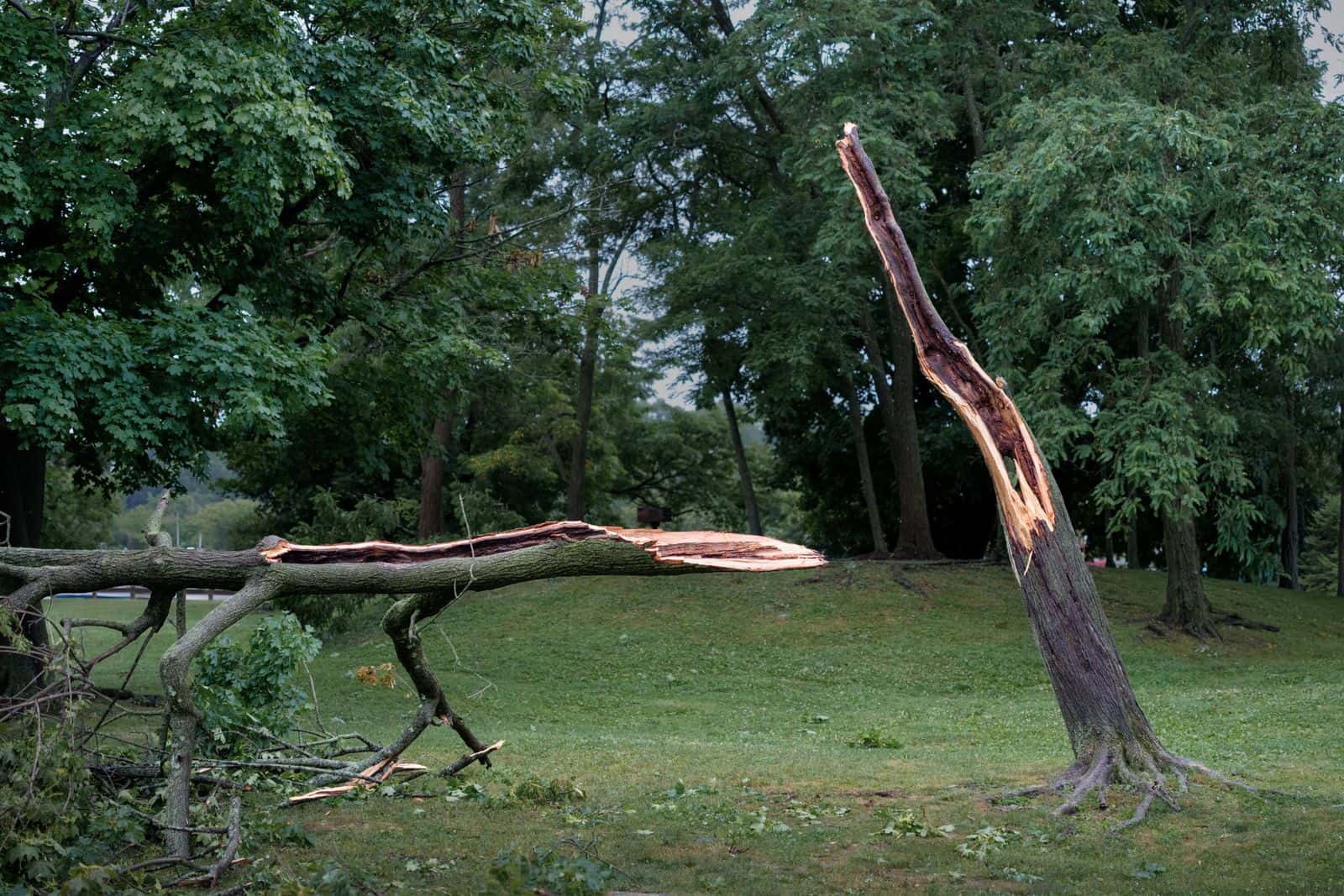 Tree trunk split and snapped by wind, with the broken top on the ground