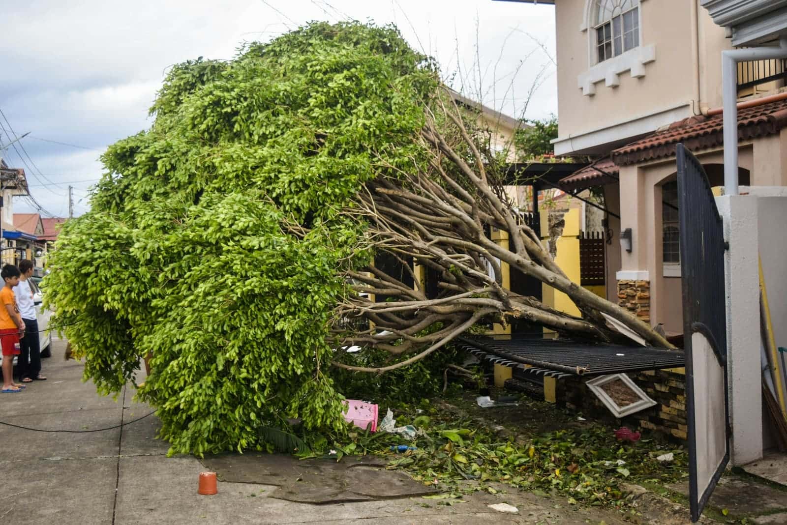 Tree blown over against the front of a house, leaves and branches across the yard