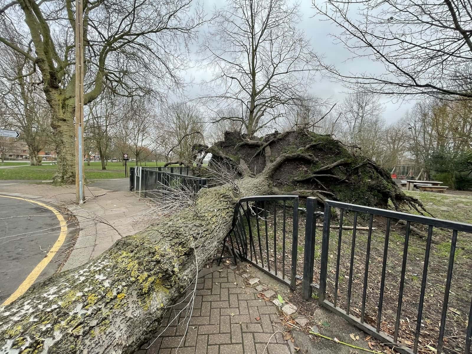 Large uprooted tree lying across a paved path and railing, root plate raised