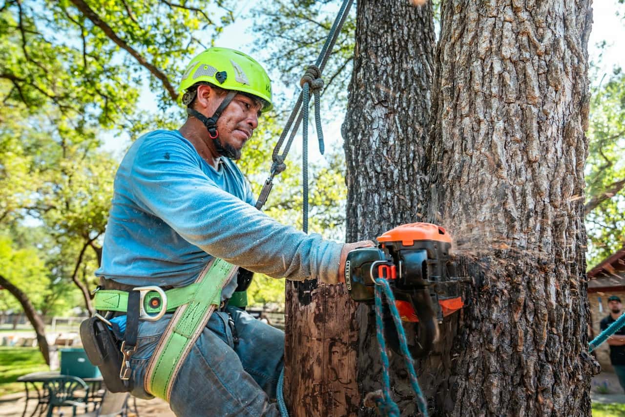 Arborist in a climbing harness cutting into a large trunk with a chainsaw