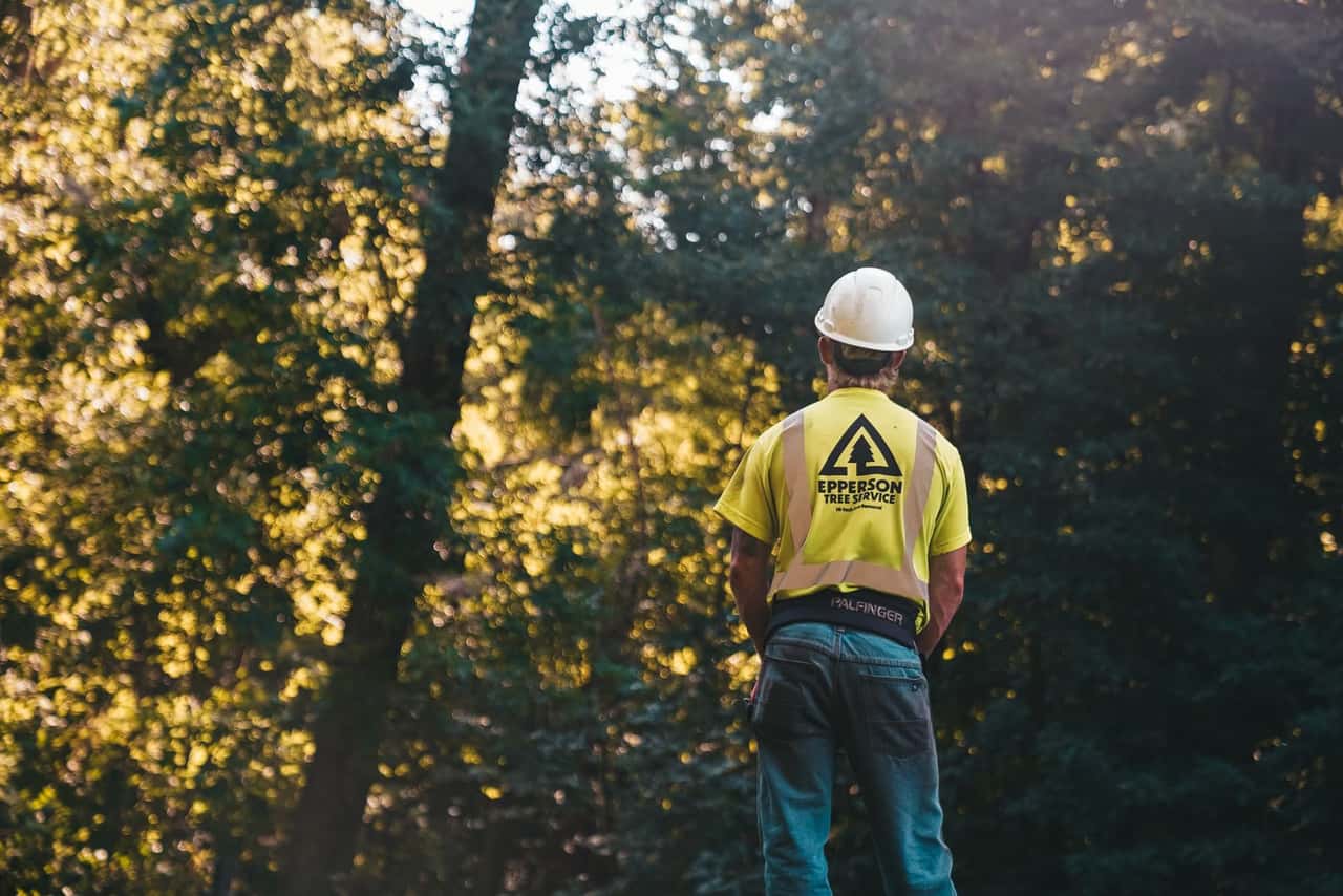 Tree worker in a hard hat looking up at trees to assess them