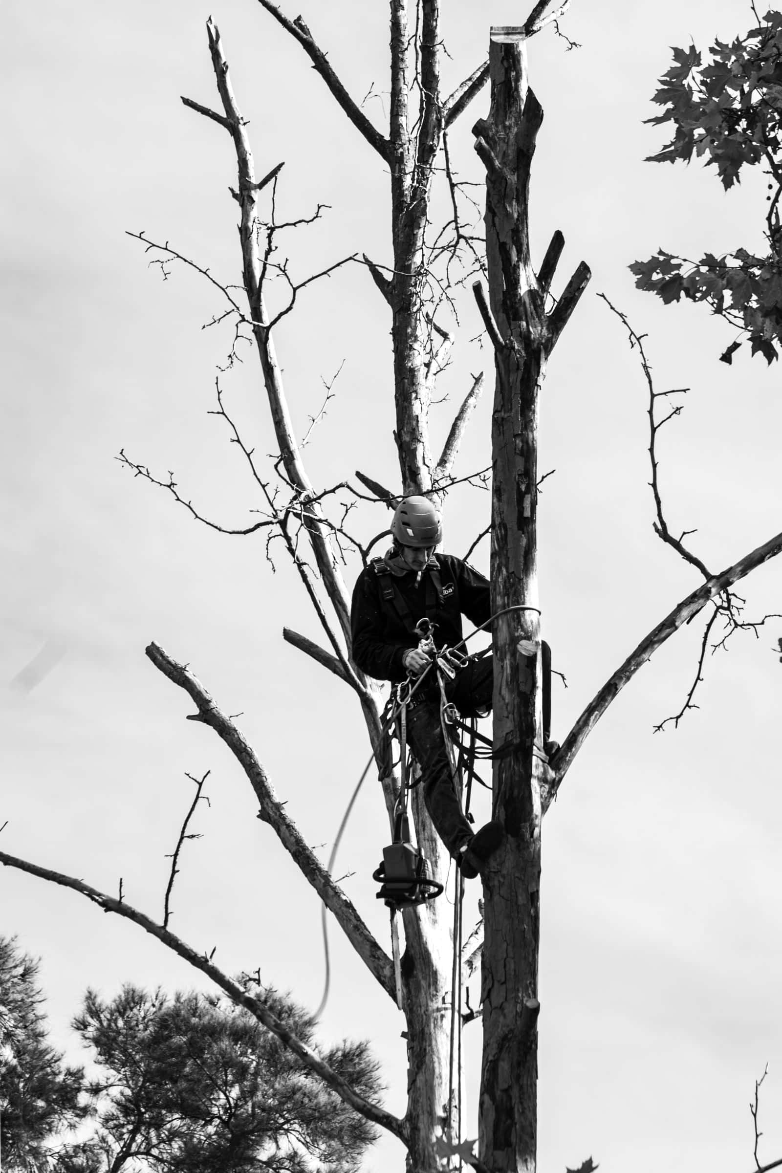 Arborist in a harness pruning branches high in a tree