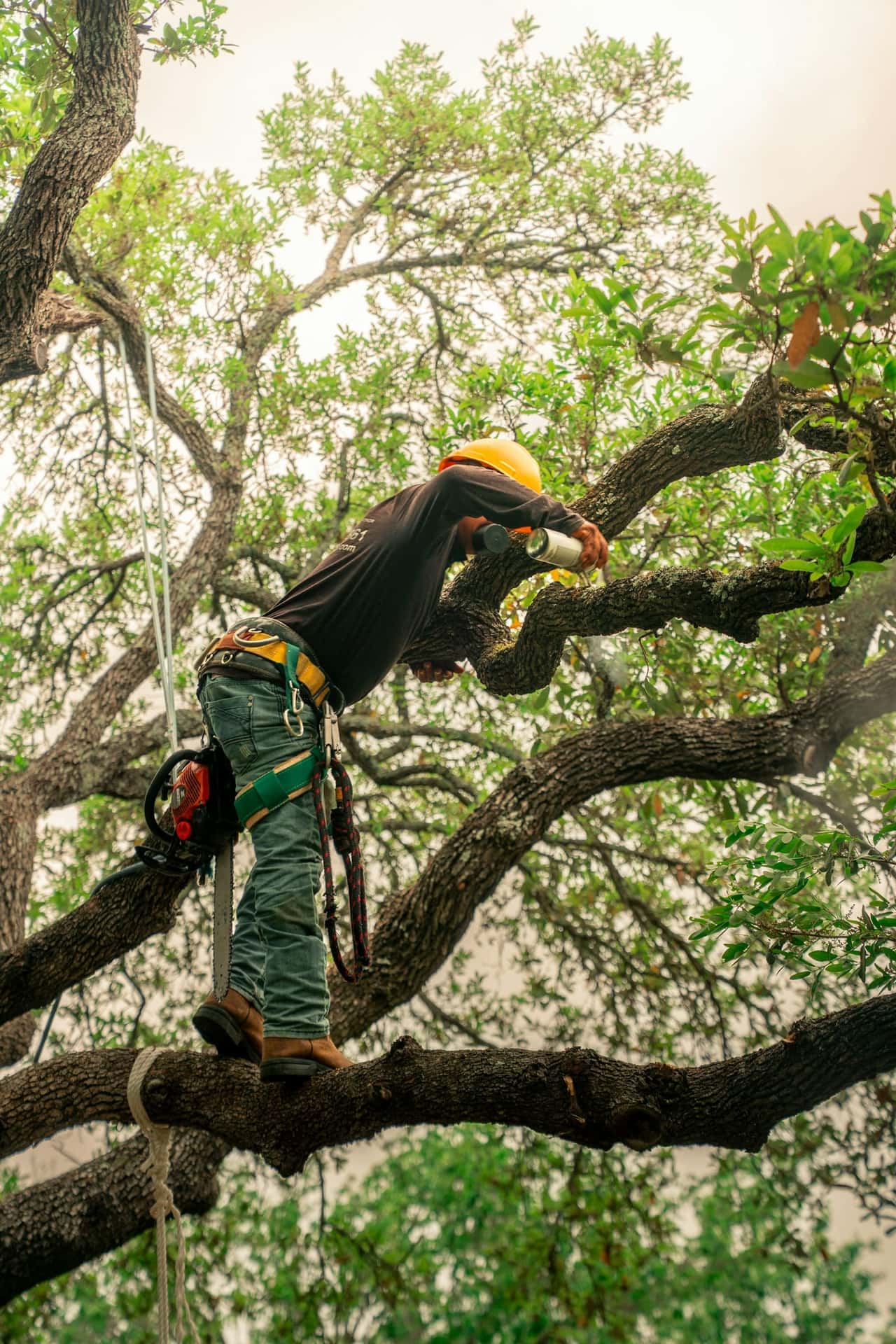 Arborist in a yellow helmet standing on a large oak limb, pruning branches