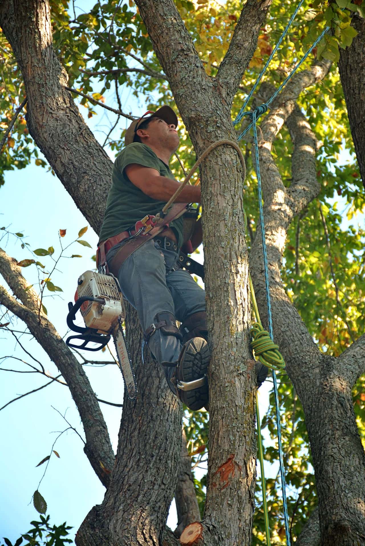 Arborist tied in high in a tree canopy with a chainsaw on his harness