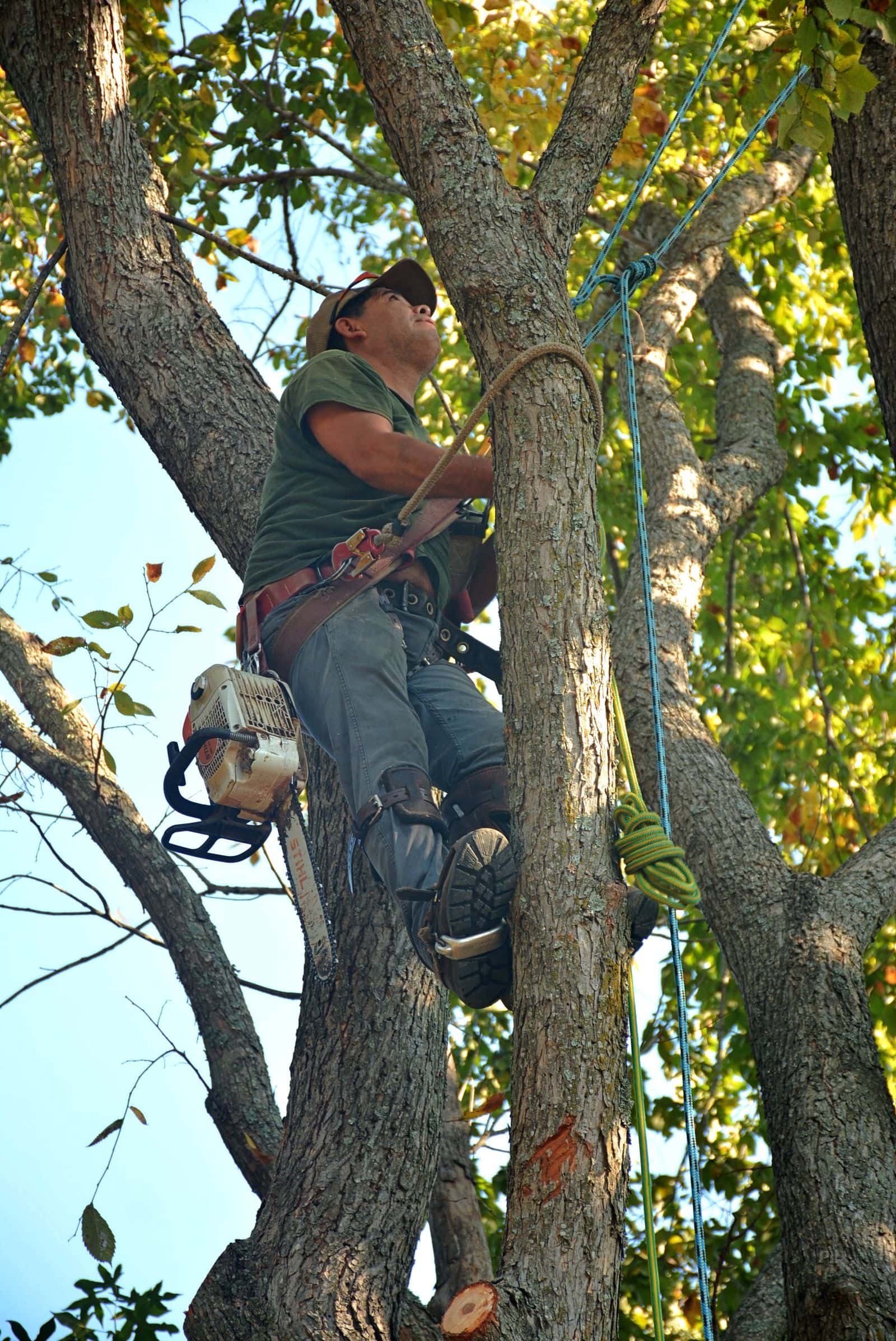 Arborist tied in high in a tree canopy with a chainsaw on his harness