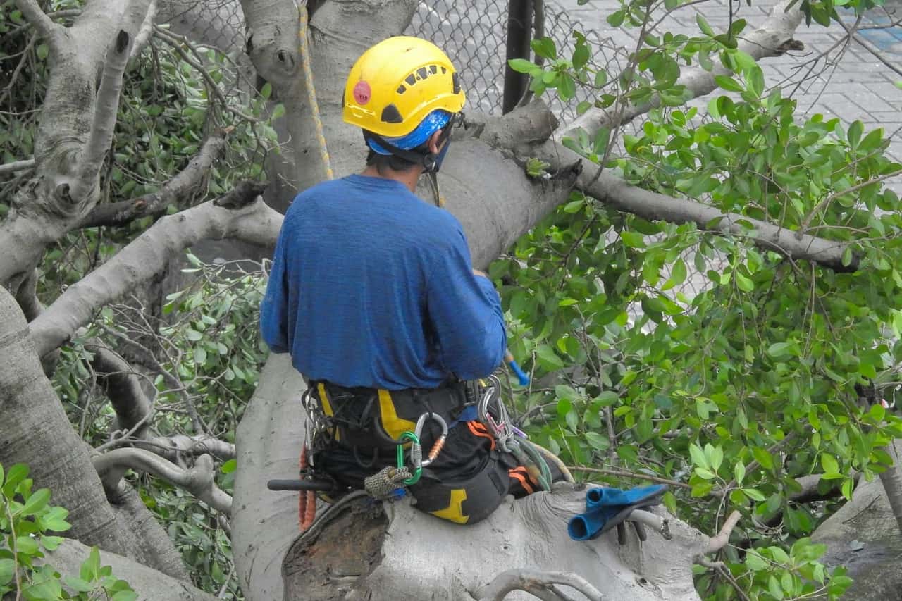 Arborist in a yellow helmet and harness tied in at the trunk of a tree