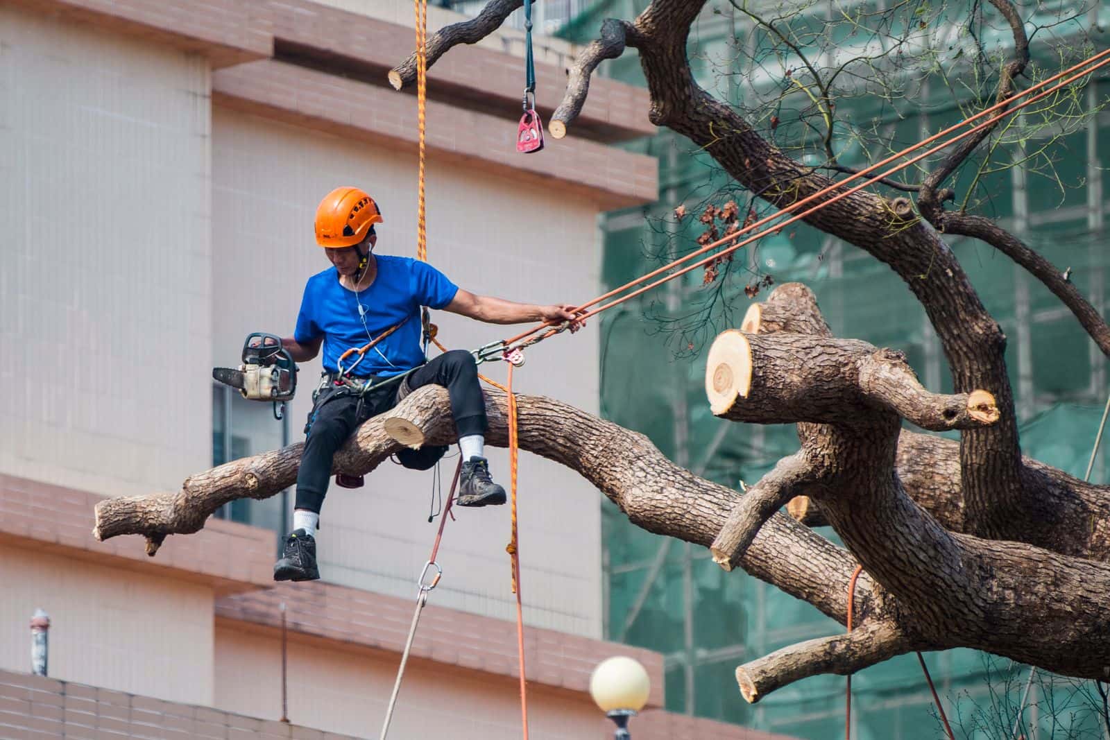 Arborist on ropes cutting limbs from a tree next to a commercial building