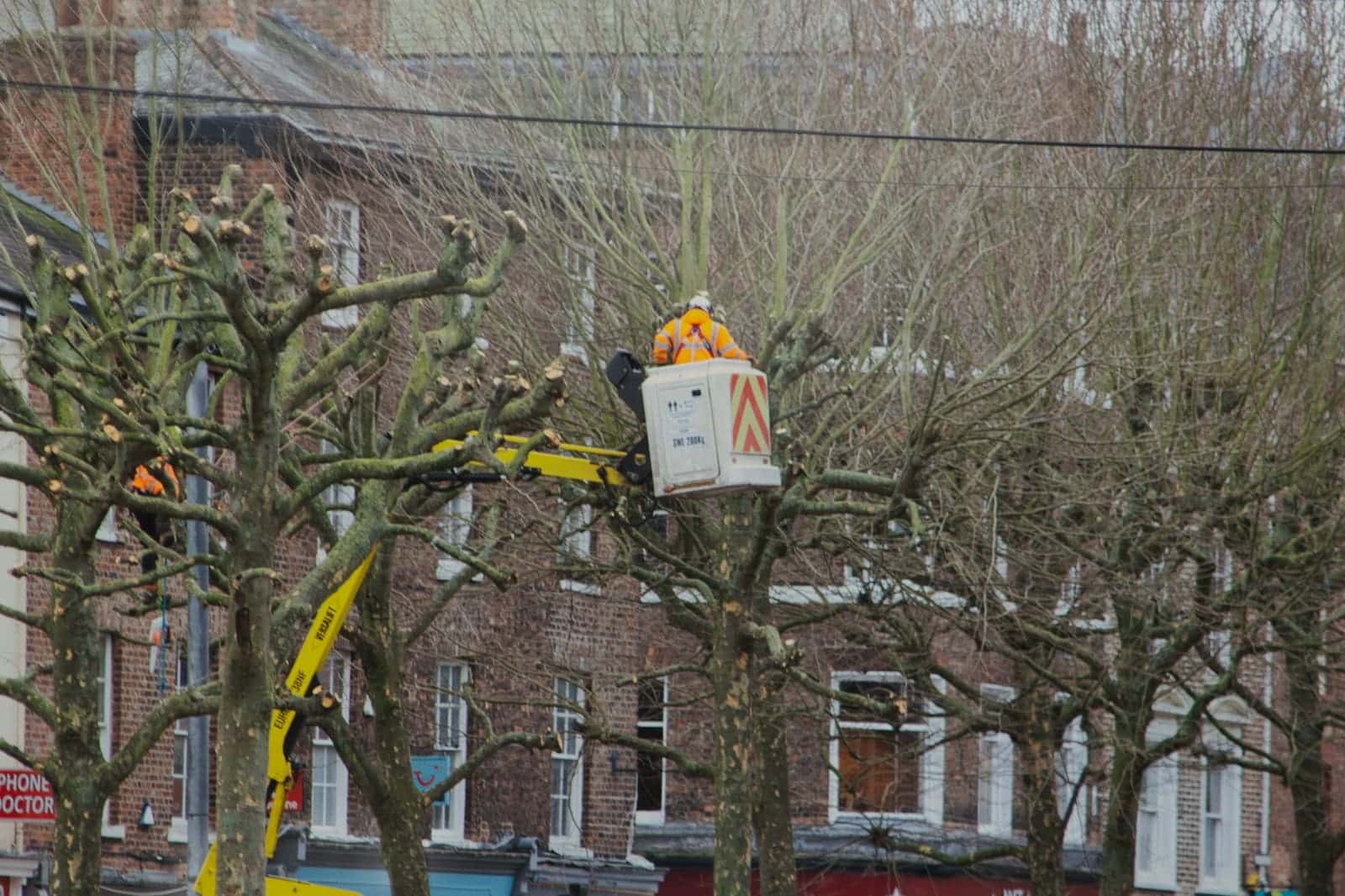 Worker in a bucket lift pruning street trees in front of brick buildings