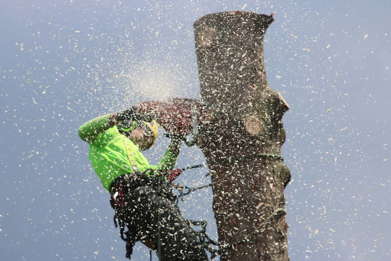 Arborist cutting through a standing trunk with sawdust spraying
