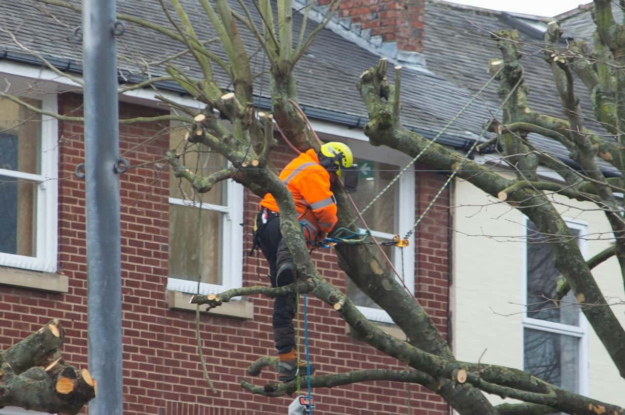 Climber in a hi-vis shirt cutting limbs from a tree right beside a brick house