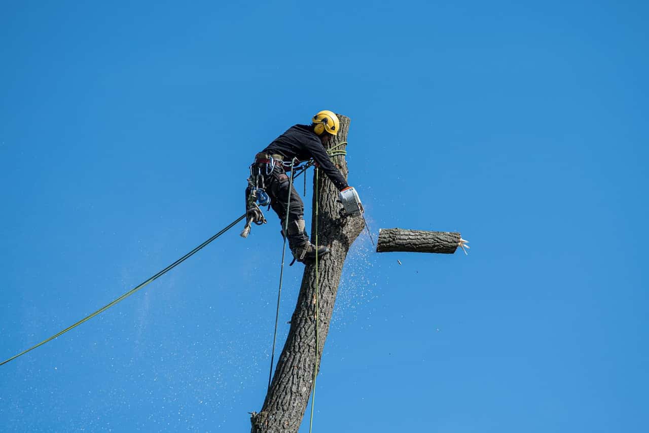 Climber on a rope cutting the top section off a tree trunk against a blue sky