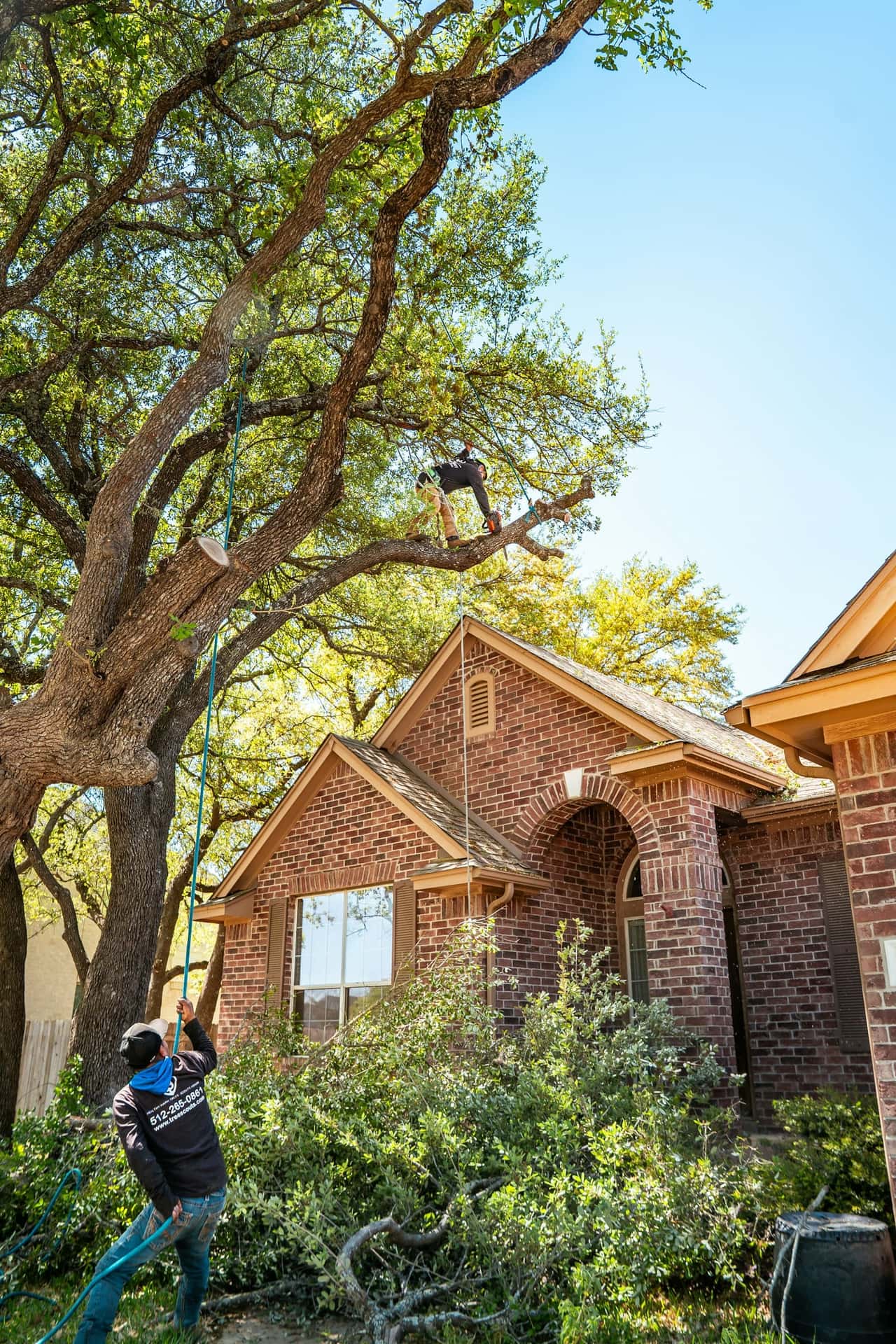 Climber high in a large spreading tree beside a brick house, with a ground worker below