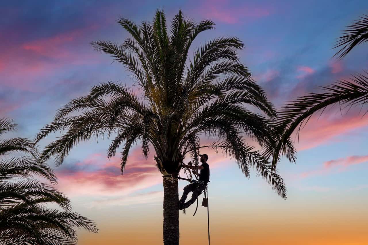 Climber tied into a tall palm tree, silhouetted against a sunset sky
