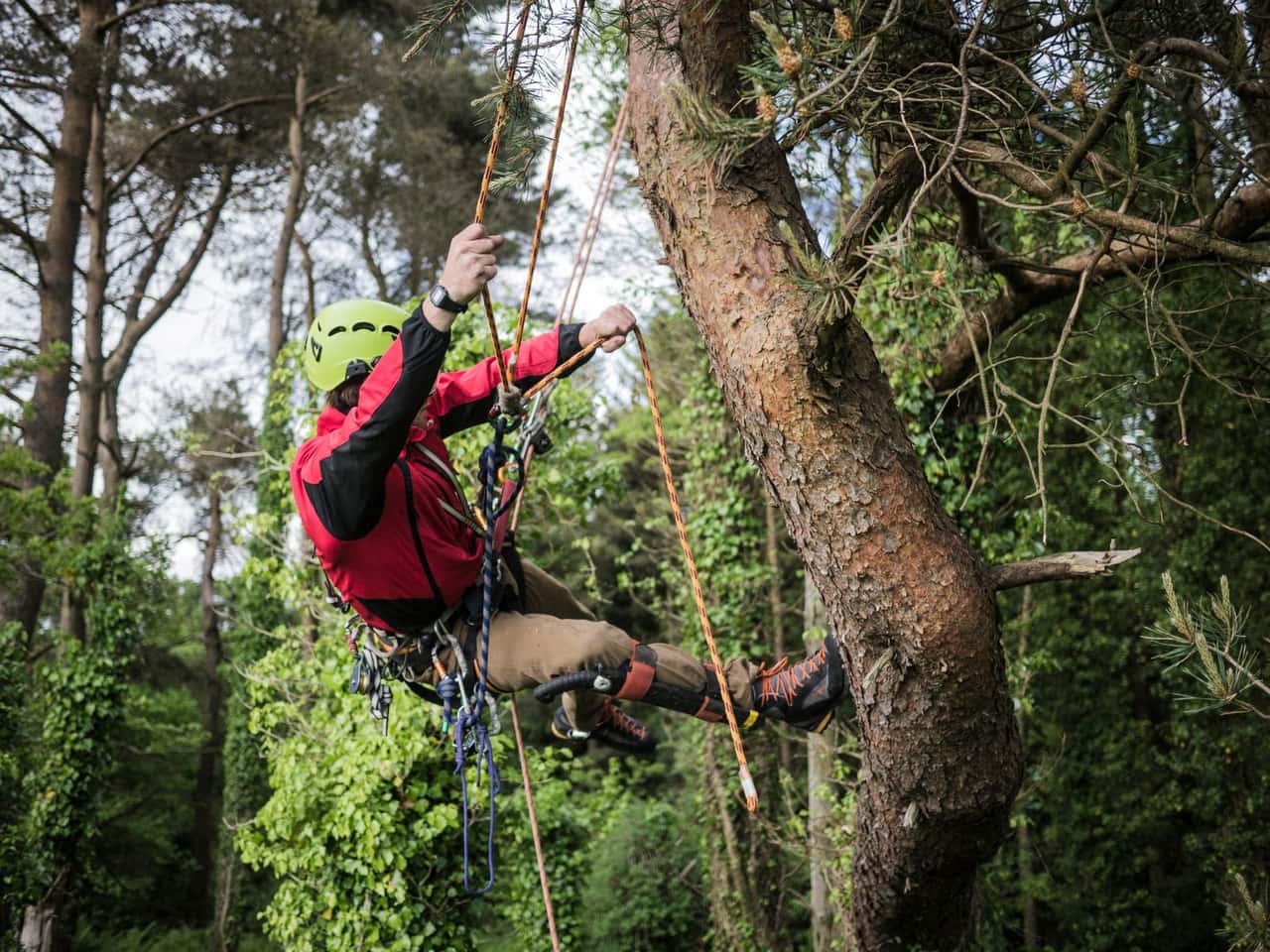 Climber in a red jacket working high in a pine tree
