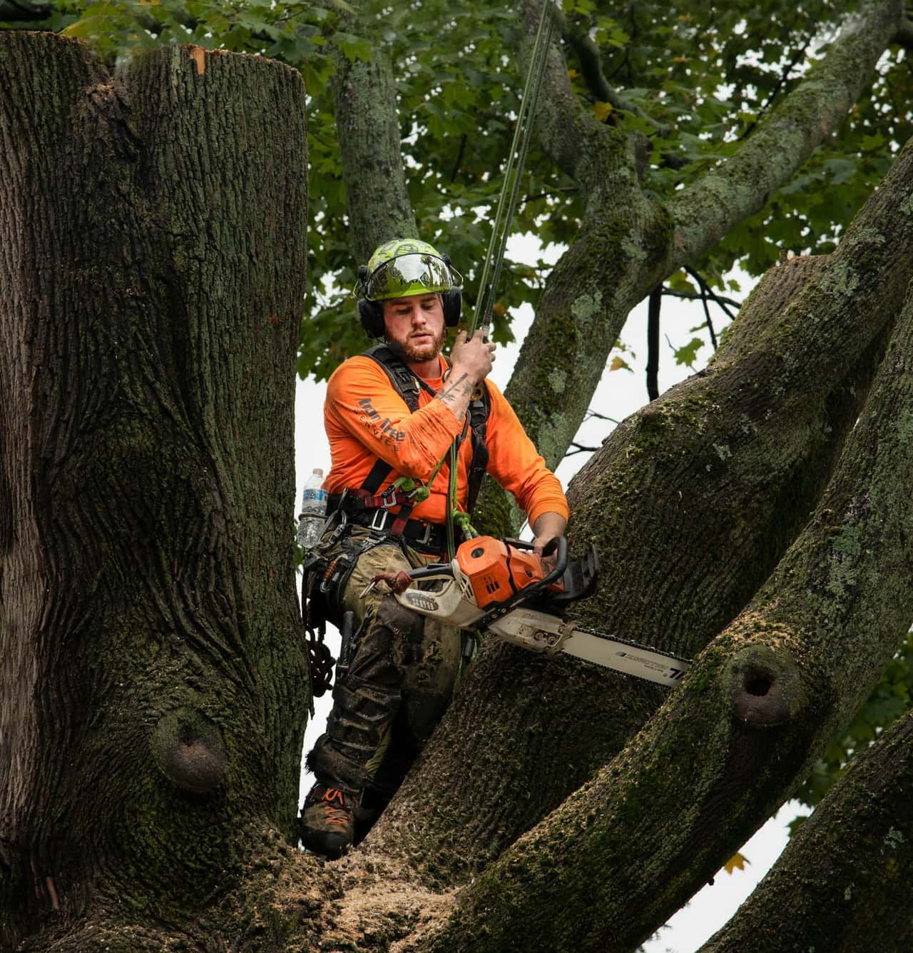 Climber in a helmet sitting in the fork of a very large trunk with a chainsaw