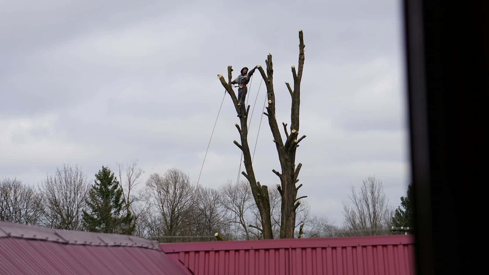 Climber working on a tall stripped trunk during a sectional removal
