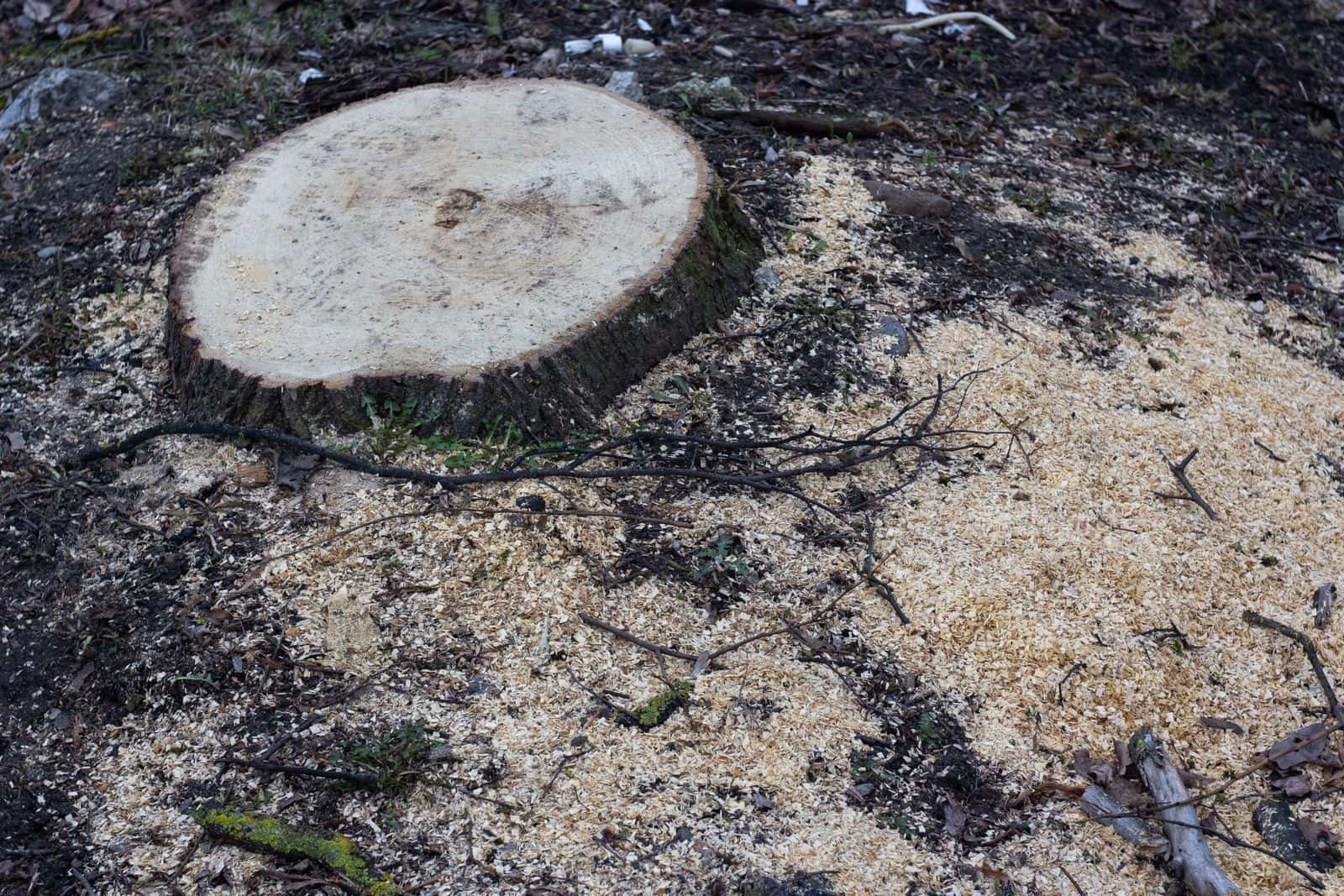 Freshly cut stump close to ground level surrounded by wood chips