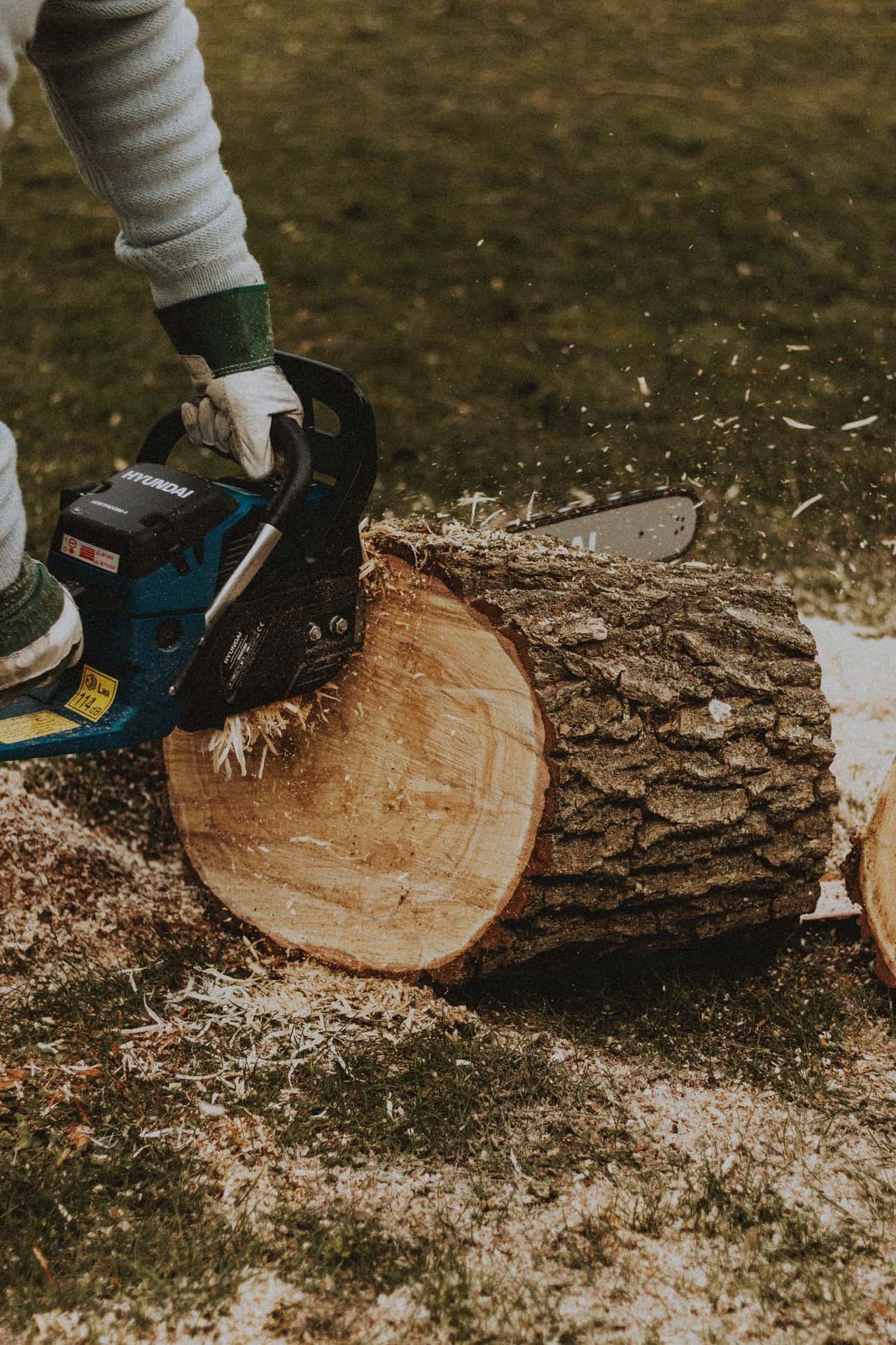 Chainsaw cutting a felled trunk into rounds