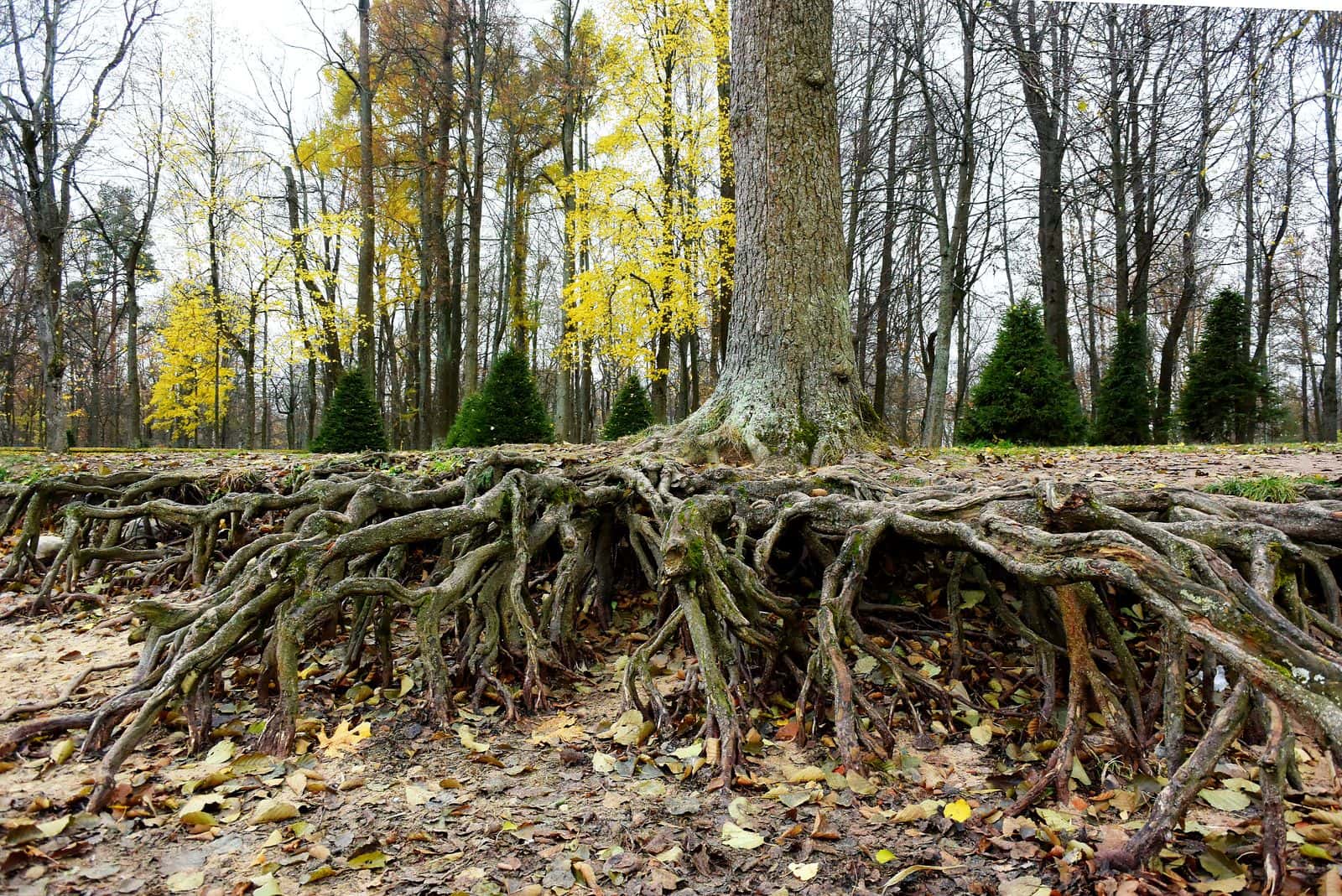 Large tree with thick surface roots spreading across the ground