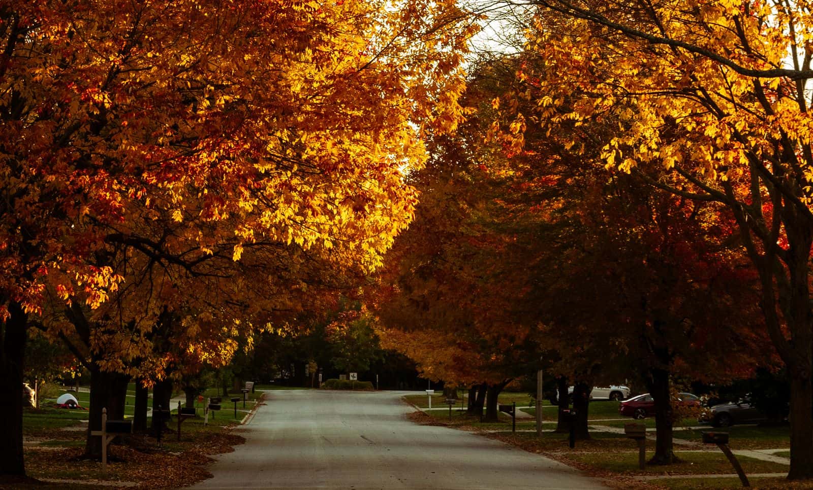 Road lined with tall trees in orange and gold fall color
