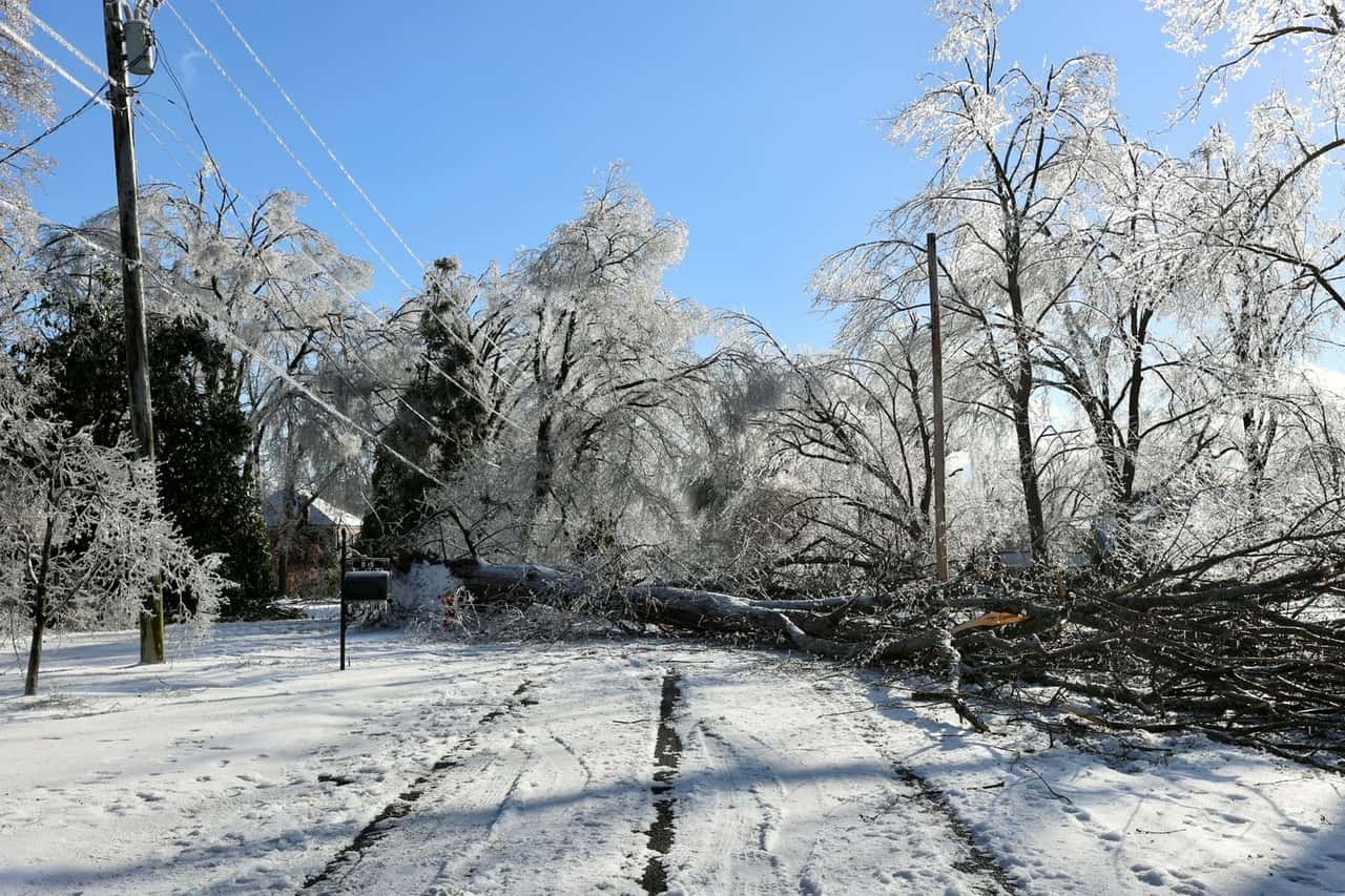 Ice-coated trees with a fallen tree blocking a snowy road after an ice storm