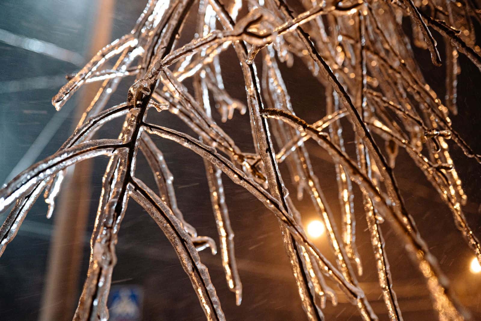Thin tree branches coated in clear ice after freezing rain