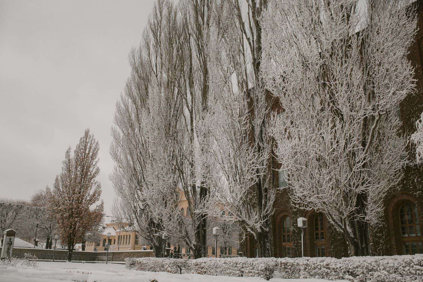 Tall trees coated in ice and frost along a street