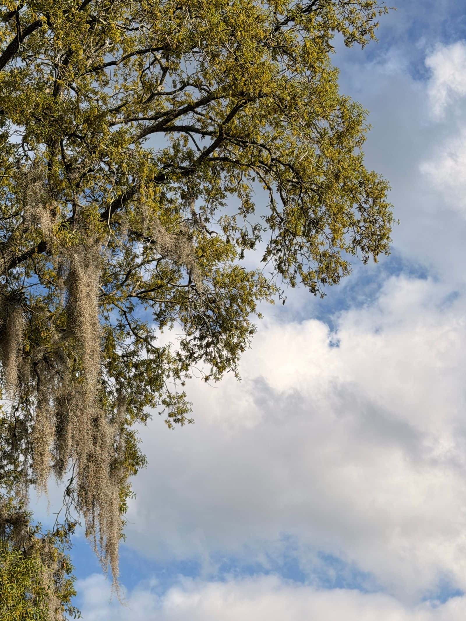 Oak branches hung with Spanish moss against a bright sky