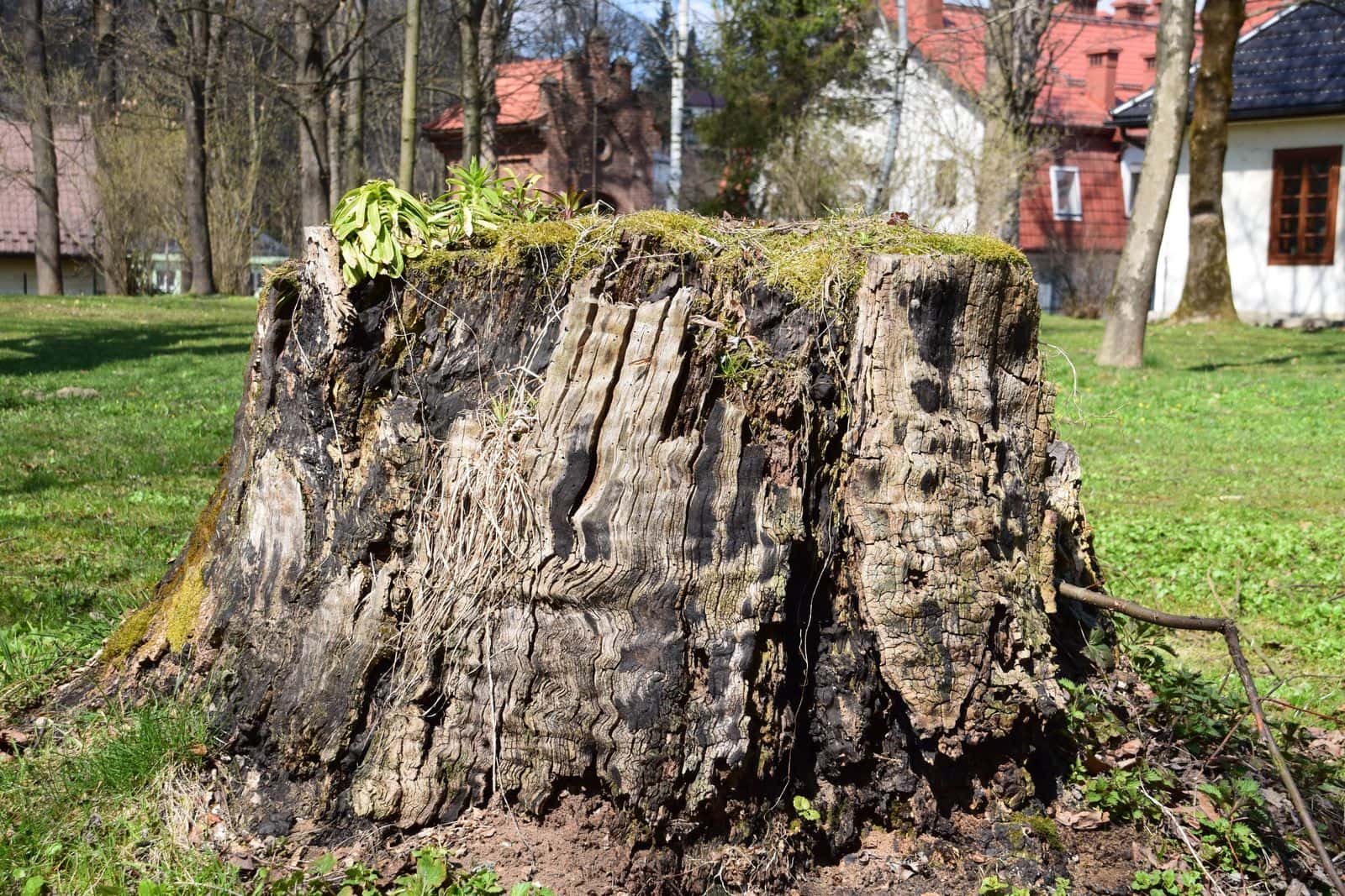 Large weathered tree stump in a grassy yard near houses