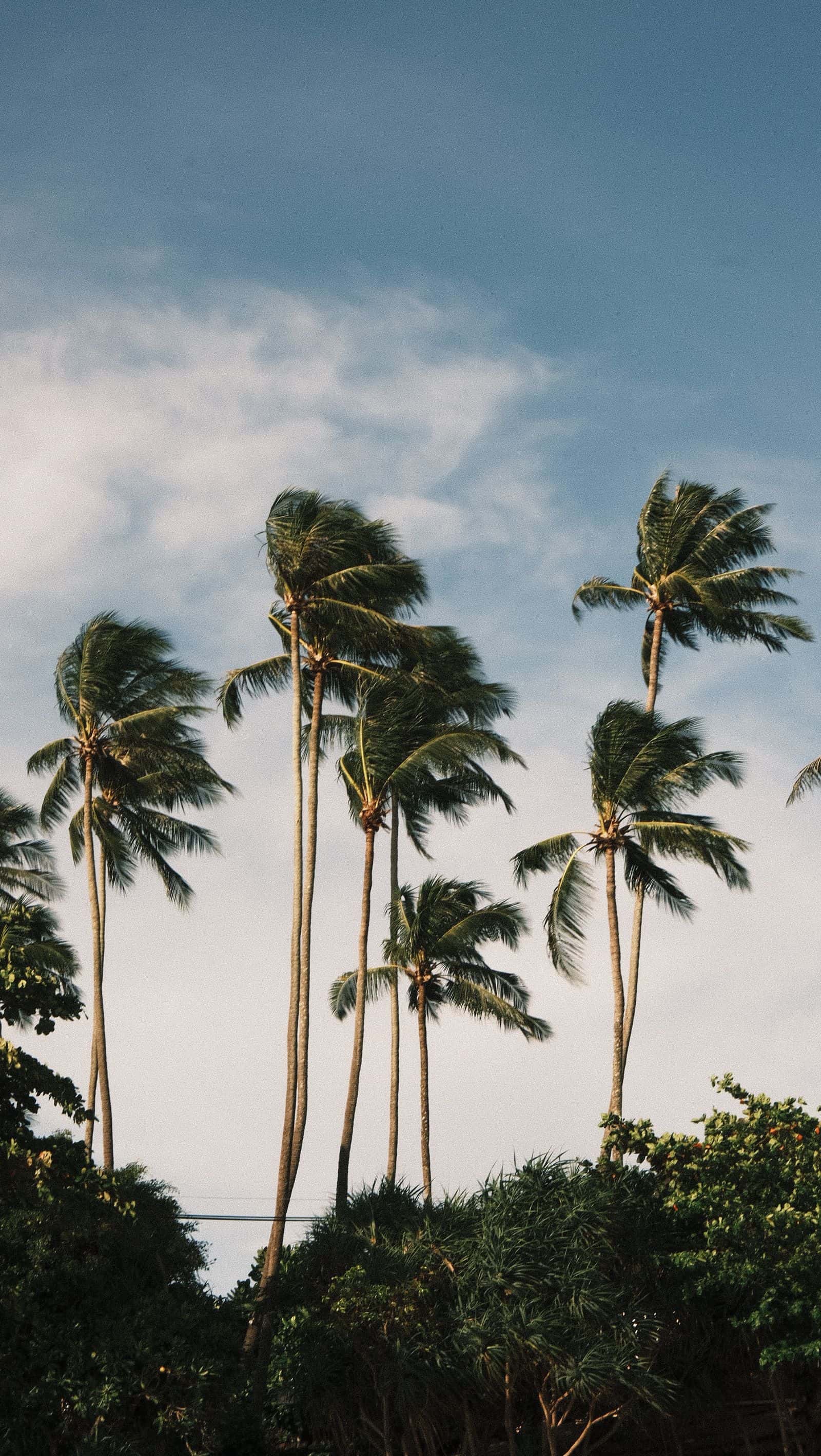 Palm trees bending in strong wind under a cloudy sky