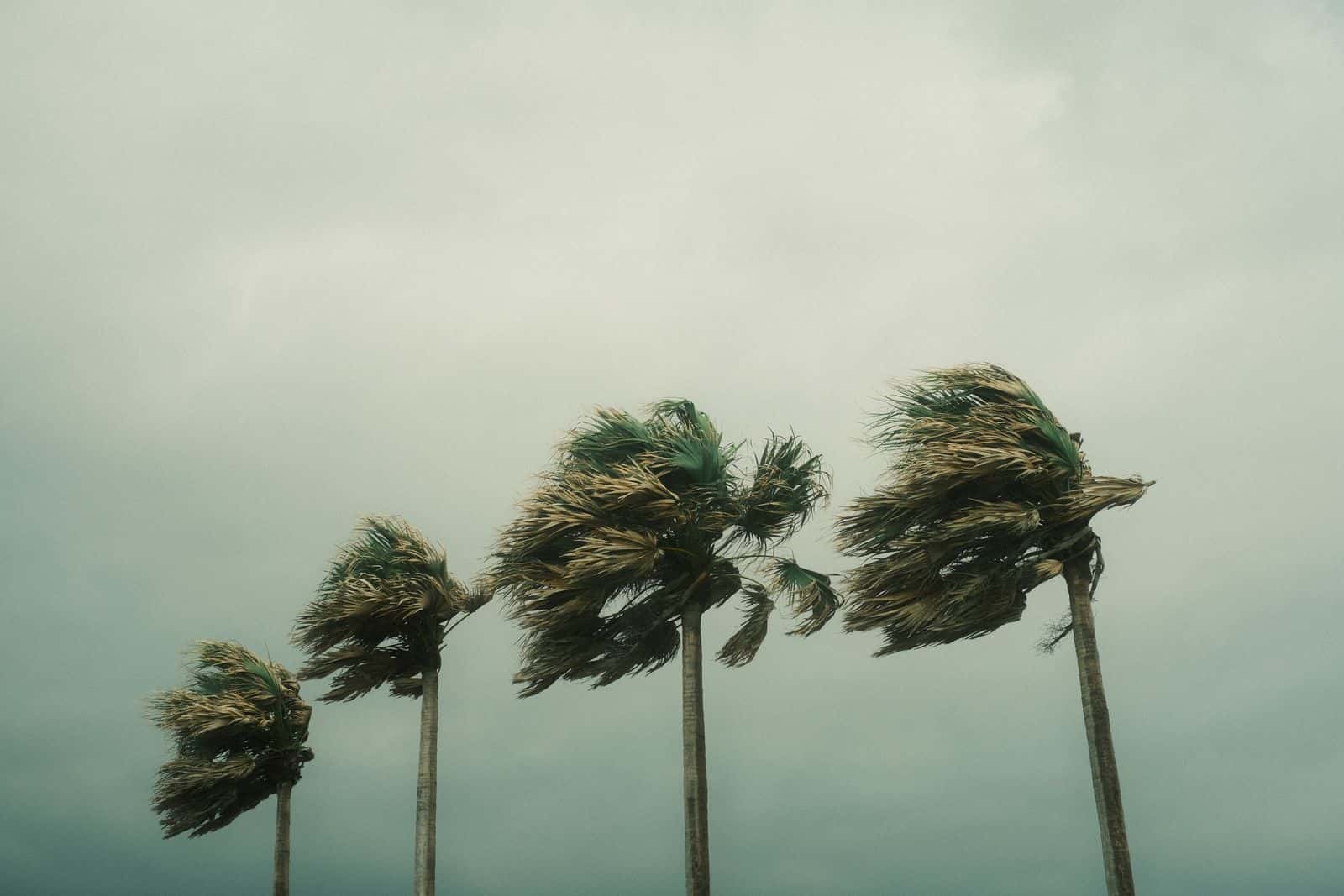 Row of palm trees bent hard by tropical-storm winds under a gray sky