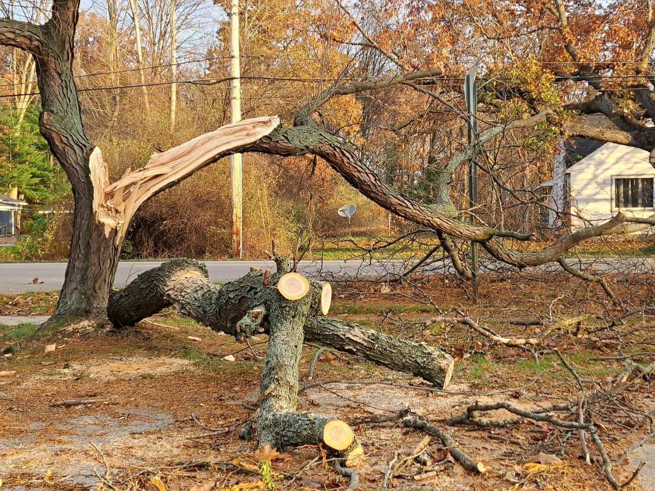 Storm-snapped tree in a yard with the trunk already cut into sections