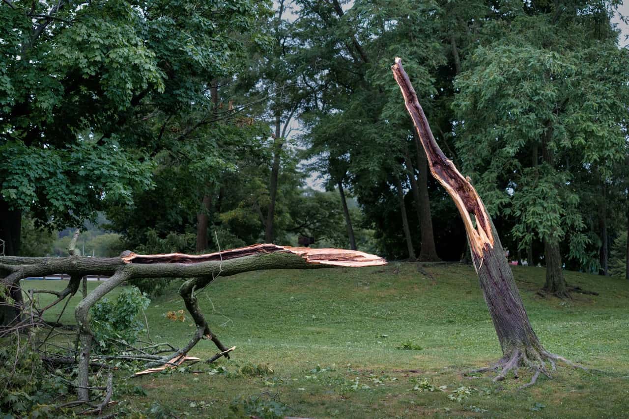 Tree trunk split and snapped by wind, with the broken top on the ground