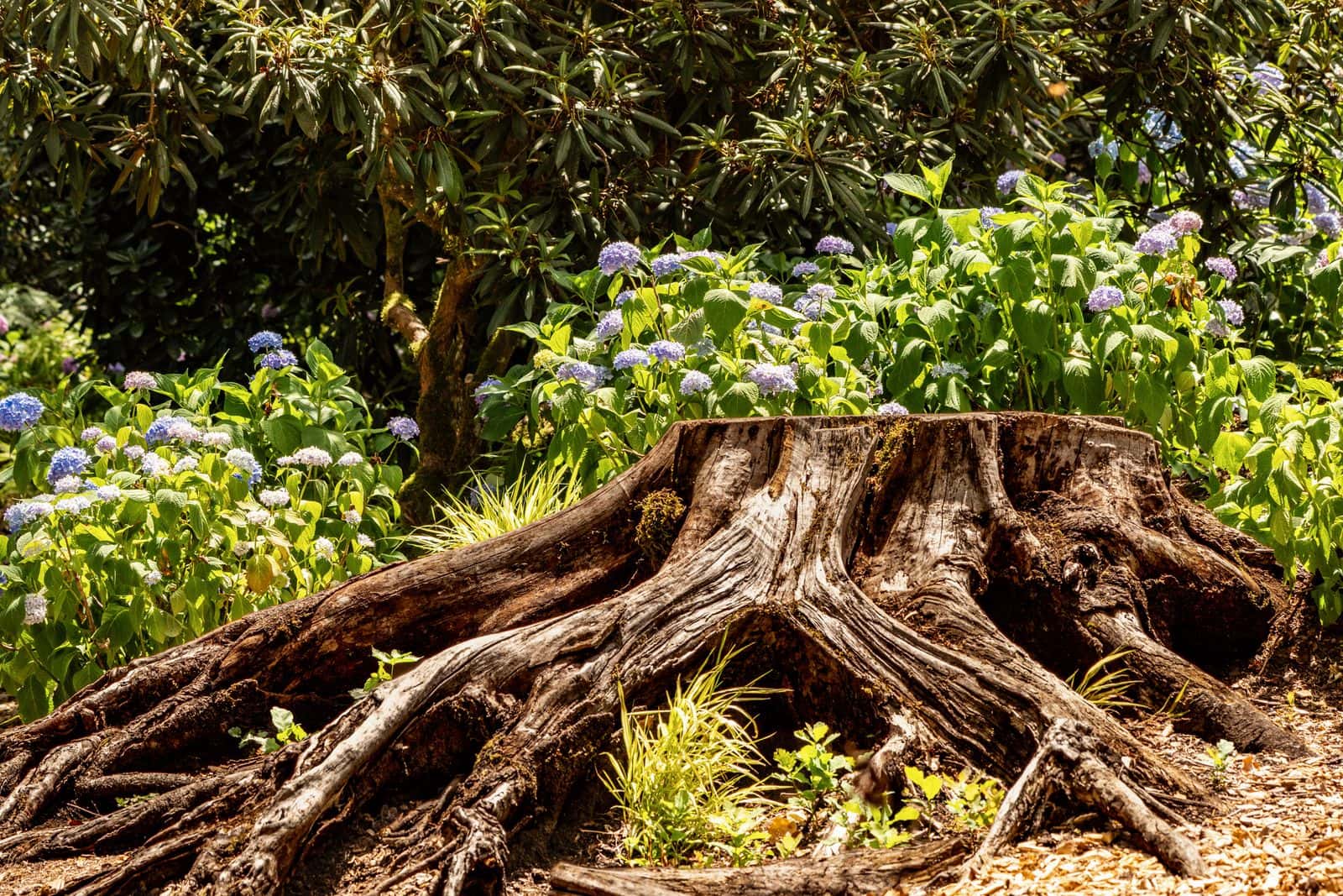 Old stump with thick surface roots spreading through a garden bed