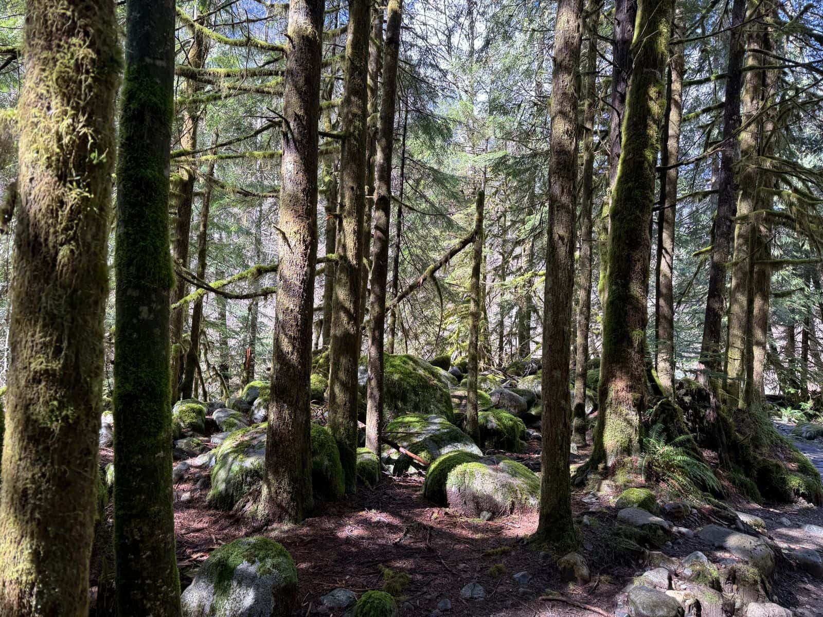 Tall conifers and mossy ground in a sunlit forest