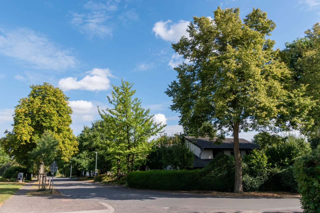 Mature shade trees along a quiet residential street
