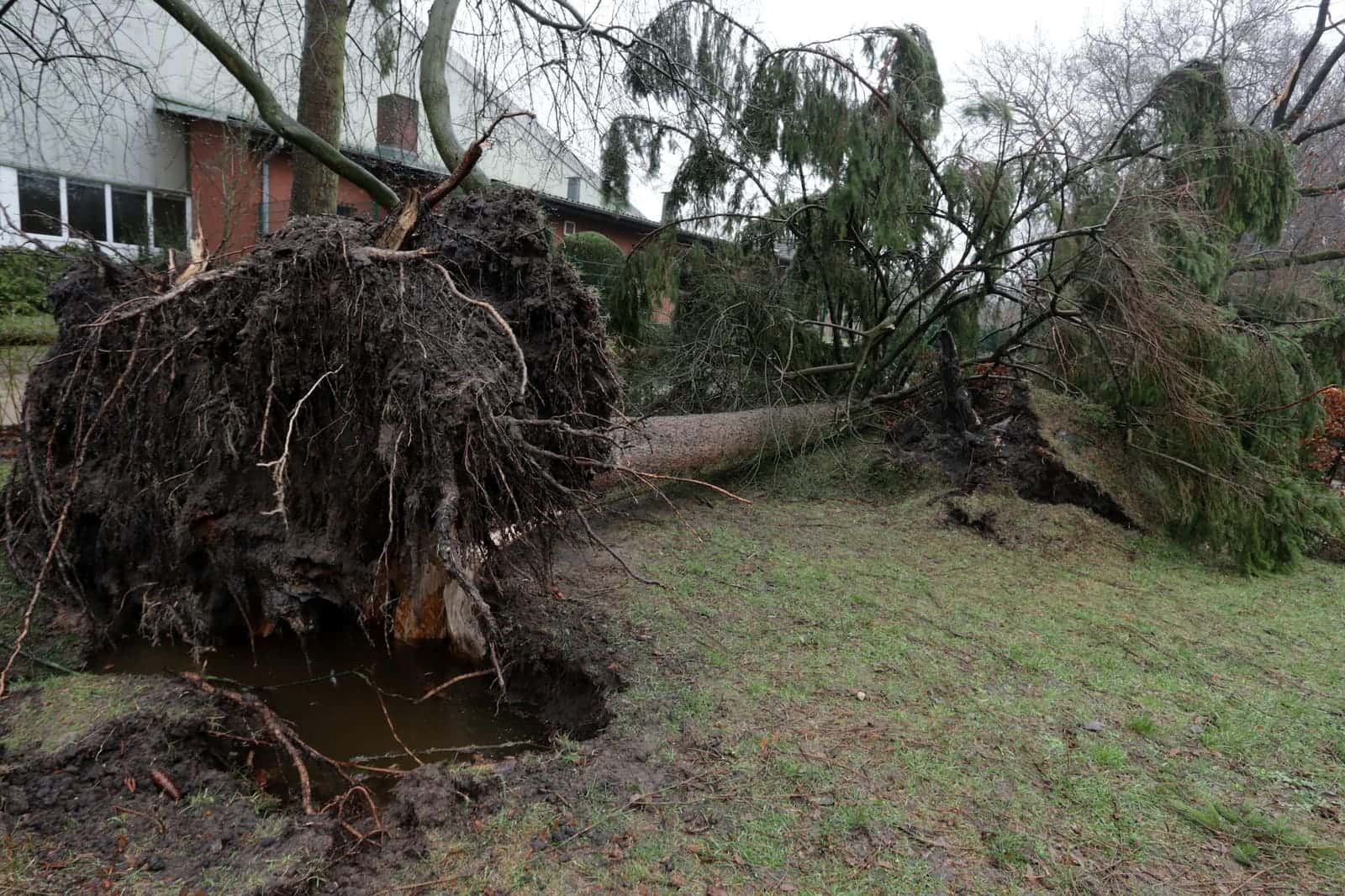 Upturned root plate of a fallen tree in a lawn beside a building