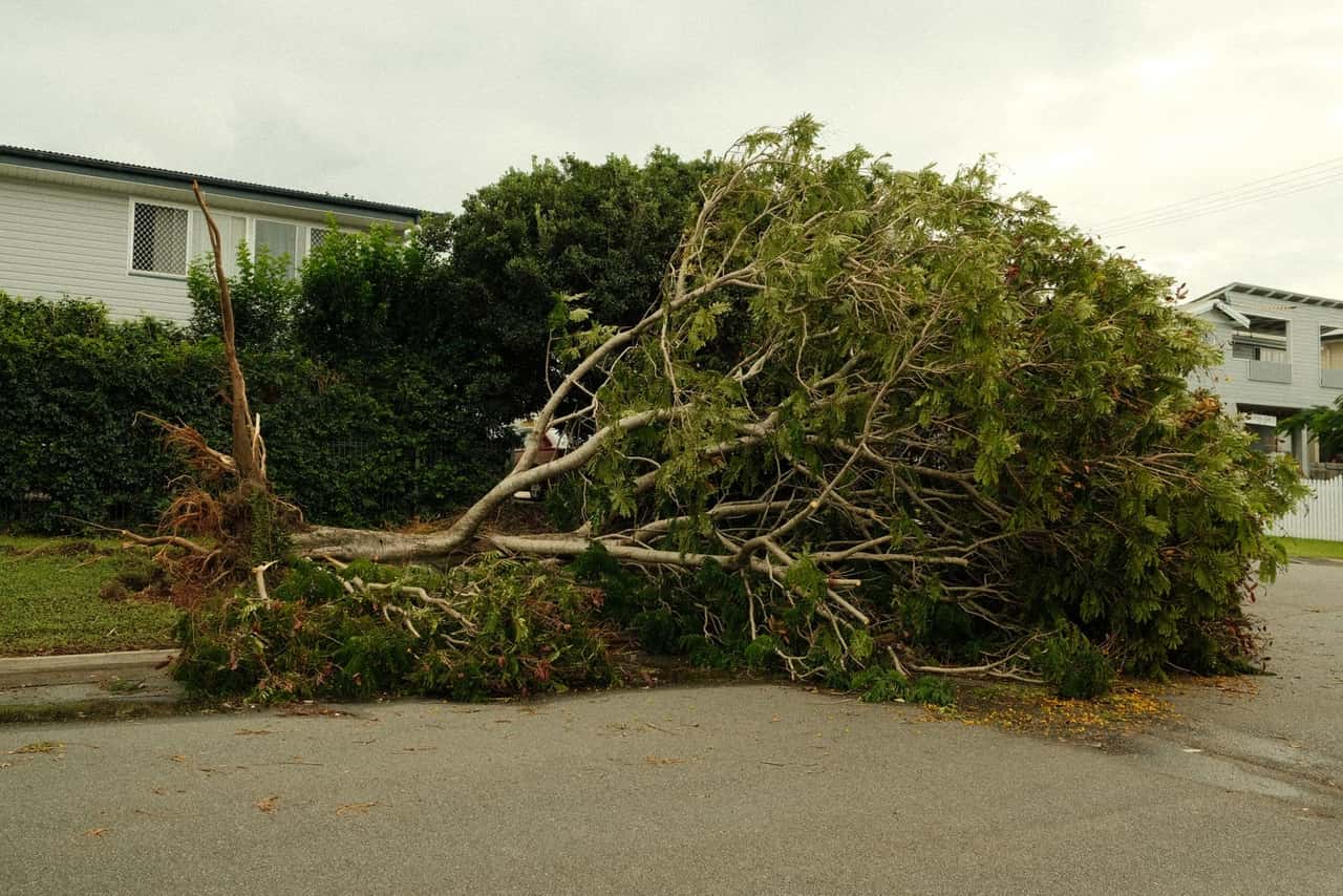 Large tree blown over onto a lawn and sidewalk after high winds
