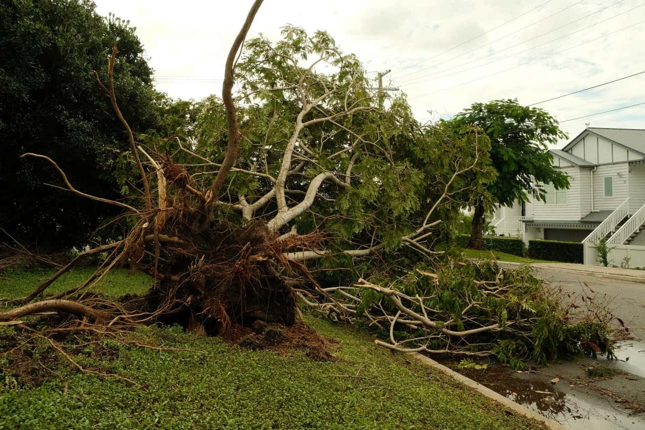Uprooted tree lying across a yard next to a house after a storm