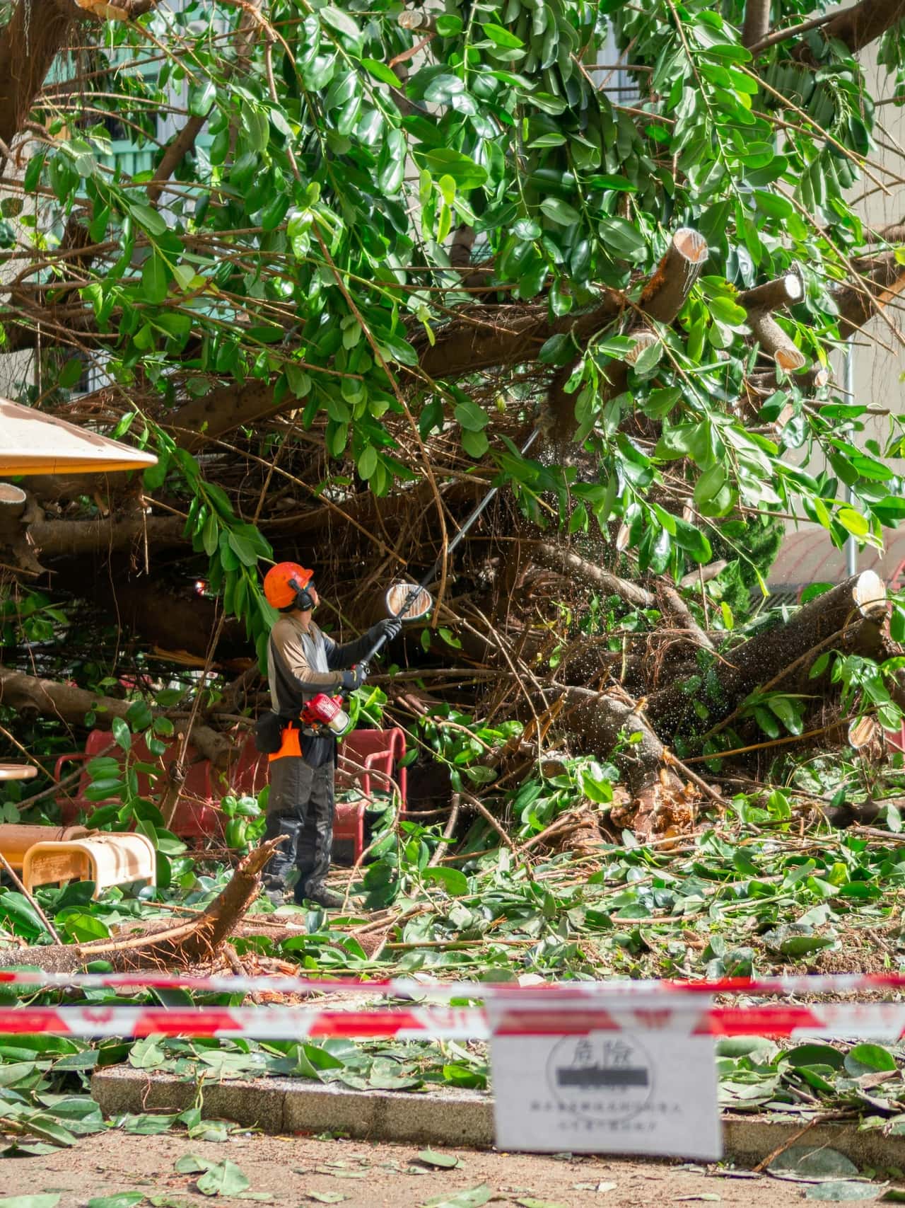 Worker in a helmet clearing a large fallen tree with a chainsaw behind warning tape